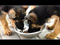 Кормление щенков Немецкой овчарки 2,5 мес. Feeding puppies German Shepherd 2,5 months.