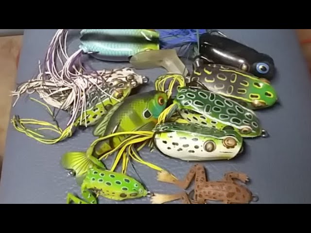 Best Topwater Hollow Body Frog Bait And How To Rig & Use It 