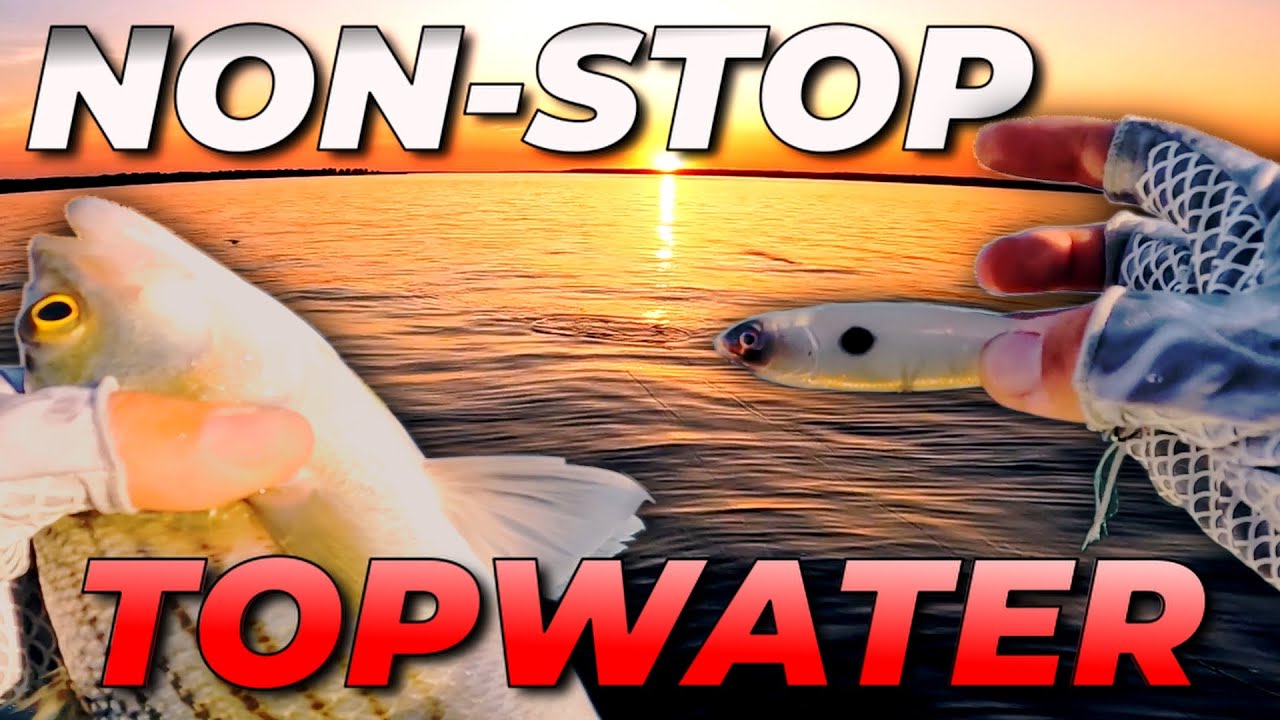 INSANE Feeding Frenzy! IOWA WIPERS Topwater