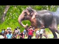 🔴 Unbelievable Most Extreme Elephant Rescue Compilation 2021