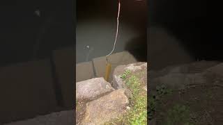 Best Eel Fishing Eels Fish Searching Under Deep Mud Catching Eels By Hand In Mud