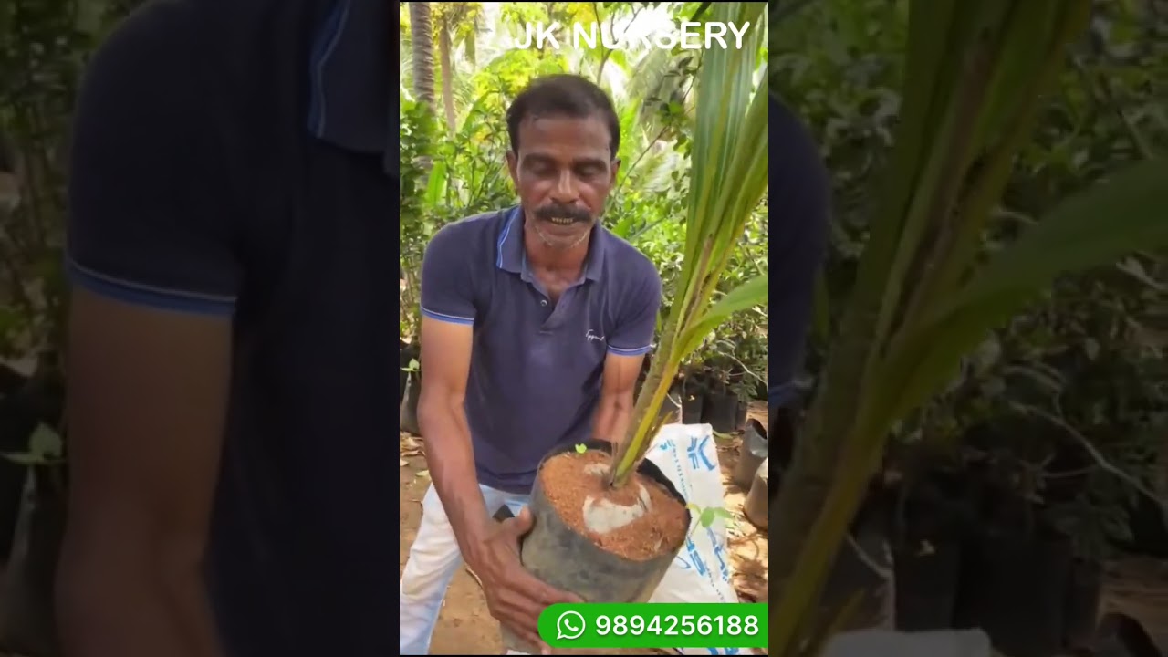 Jumbo coconut plants available