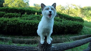 シャム猫のサーカス！？細い柵の上を器用に歩く子猫