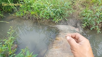 cách diệt chuộc bằng nhớt  thải