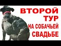 Почему ложить пол-болта на конституцию опаснее чем весь, зеленизм и влияние на организм