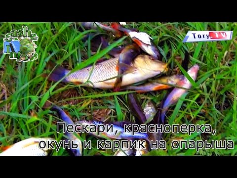 как поймать окуня на пескаря