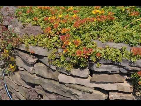 Vídeo: Crescendo Scrophularia Red Birds - Como cuidar de pássaros vermelhos em uma árvore