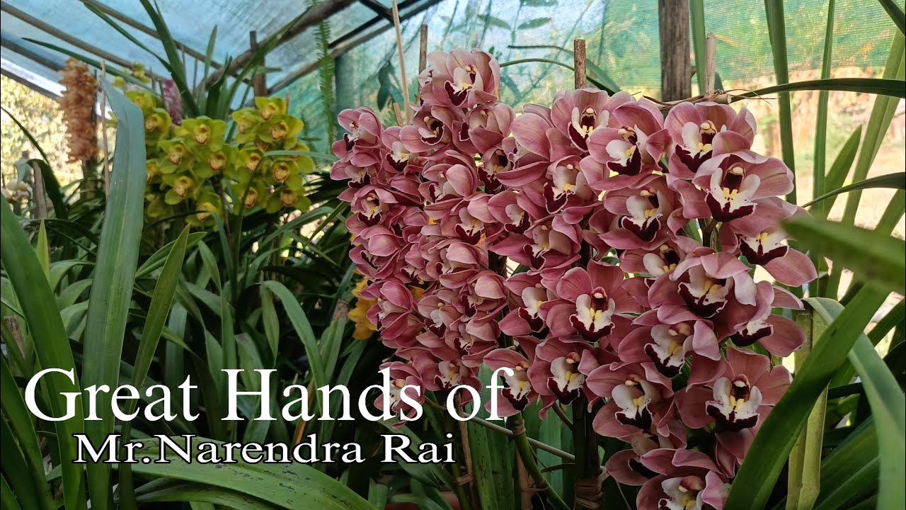 Efforts results in Blooming  😍||  #cymbidium