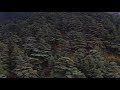 Cedars of lebanon 4k