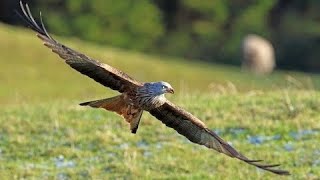 Красный коршун (англ Red kite)