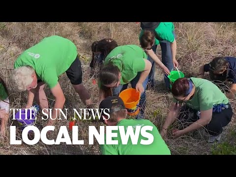 Volunteers Help Remove Invasive Plants From Myrtle Beach State Park Dunes