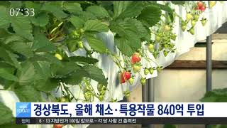[안동MBC뉴스]경북도 올해 채소.특용작물 840억 투입