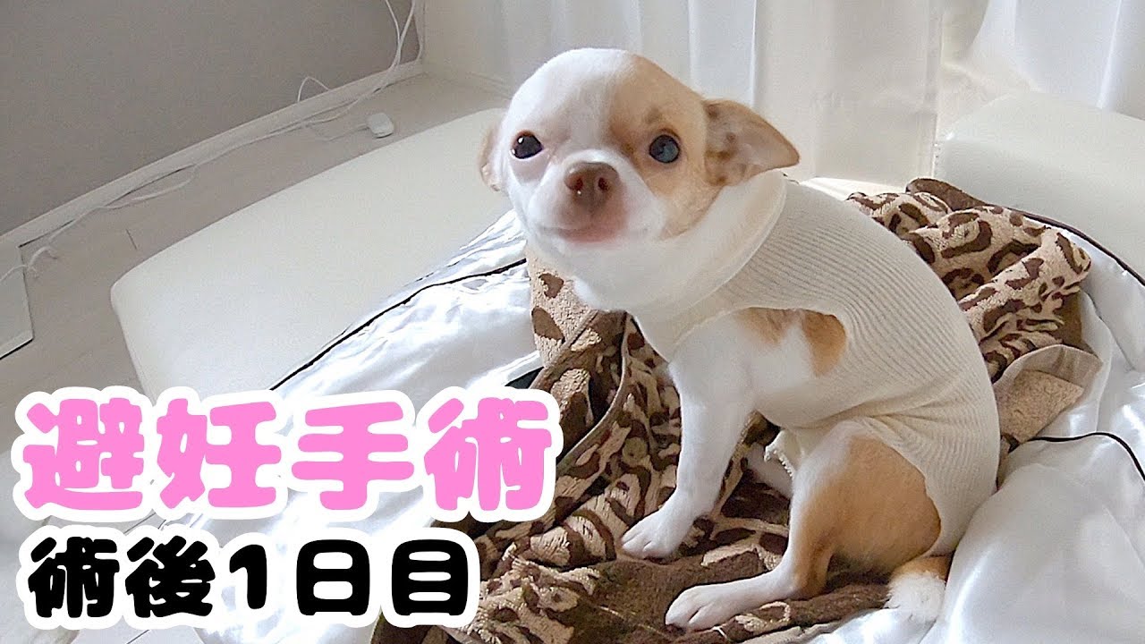 子犬チワワの避妊手術翌日、つぶらな瞳で何かを訴えてくる YouTube