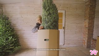 Care Tips For Your Christmas Tree | Primrose.co.uk
