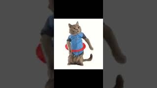happihappihappi dance #cat #catmemes #happycats #happyhappyhappy #meme #spydezz #bananacat