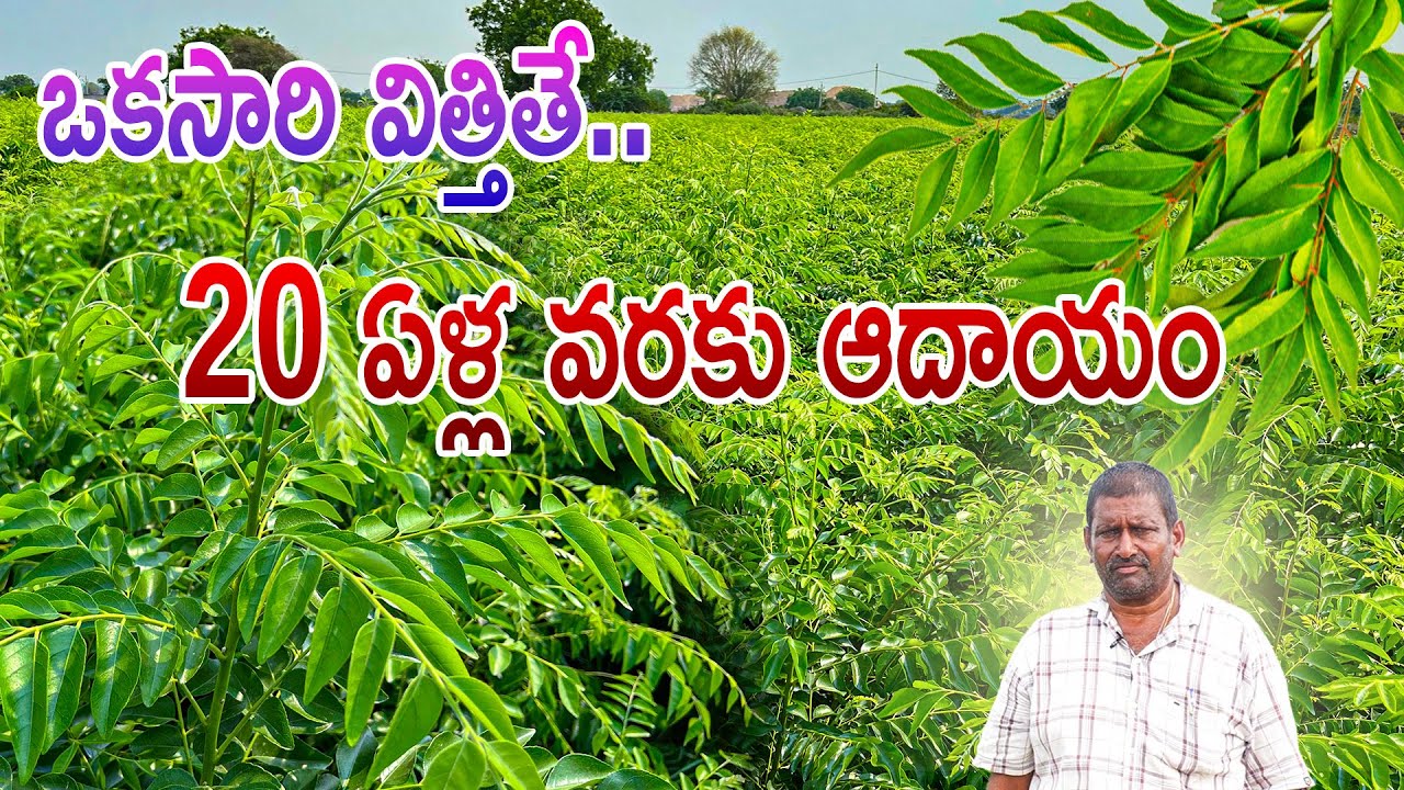 ఒకసారి విత్తితే 20 ఏళ్ల వరకు ఆదాయం || కరివేపాకు సాగు || Curry Leaves Cultivation