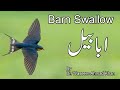 A short documentary about barn swallow  barn swallow bird  ababeel