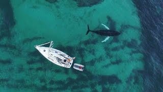 Dramatic footage of free diver and killer whales in the Arctic.