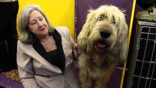Is an Otterhound the Right Dog for You?