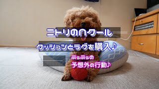 【トイプードル】ニトリのNクールのクッションとラグを購入したらぷぅぷぅが予想外に大暴れ♪【ニトリNクール】