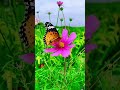 শুখ | ফুলের রাজ্য | """""""""""""""""""""""""""""""""""""""""" #music #ফুলেররাজ্য #banglasong #fry