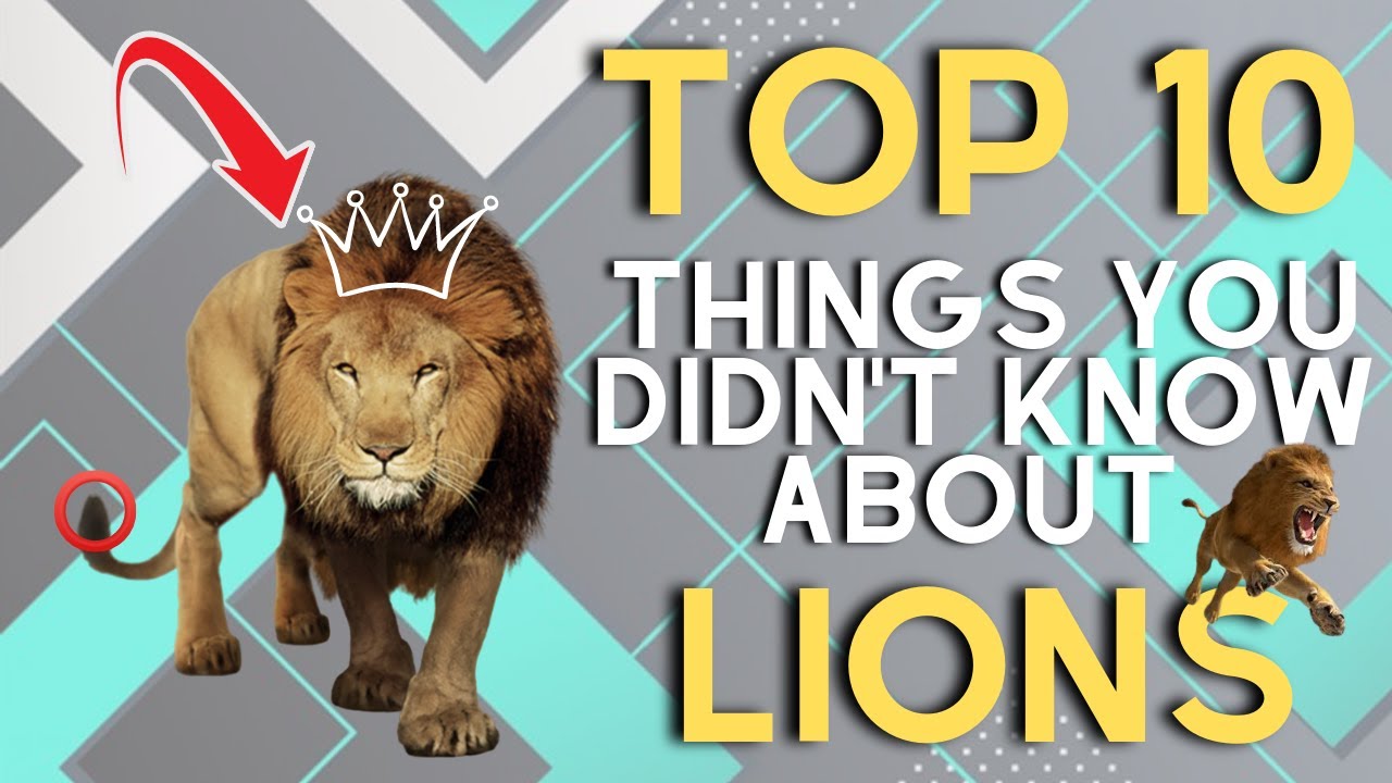 10 Fun Facts About Lions  African Lions Facts and Information Video for  Kids 