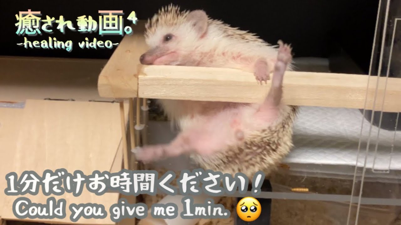 maxresdefault.jpg