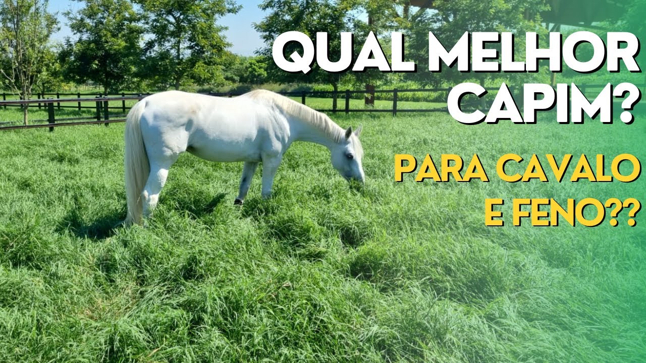 Qual o MELHOR CAPIM para CAVALO e FENO? Ep#172