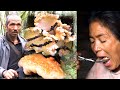 A Family in the Jungle ||  Picking Jungle Mushroom & cooking curry for dinner ||