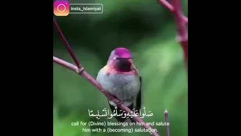 اجمل صوت 💙تلاوة خاشعة لطفل يتلو القران 💟صوت ملائكي