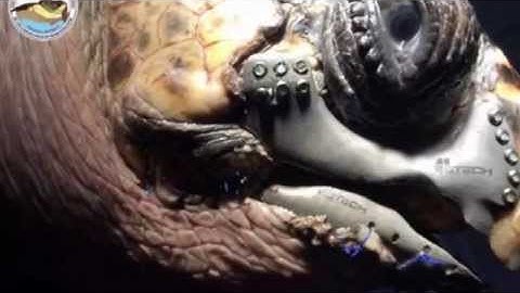 Turtle power! Endangered reptile is given 3D-printed jaw made from titanium