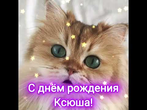 #сднемрождения Ксюша! #коты #котики #кошки #новинка #приколы #котята