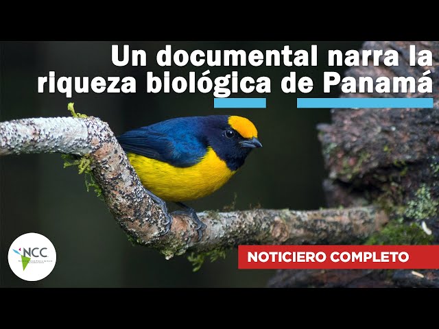 Un documental narra la riqueza biológica de Panamá | 589 | 25 septiembre al 1 octubre de 2023