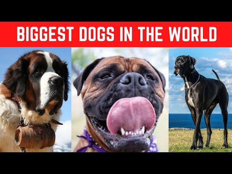 Top 10 Biggest Dogs in the World! 🐶