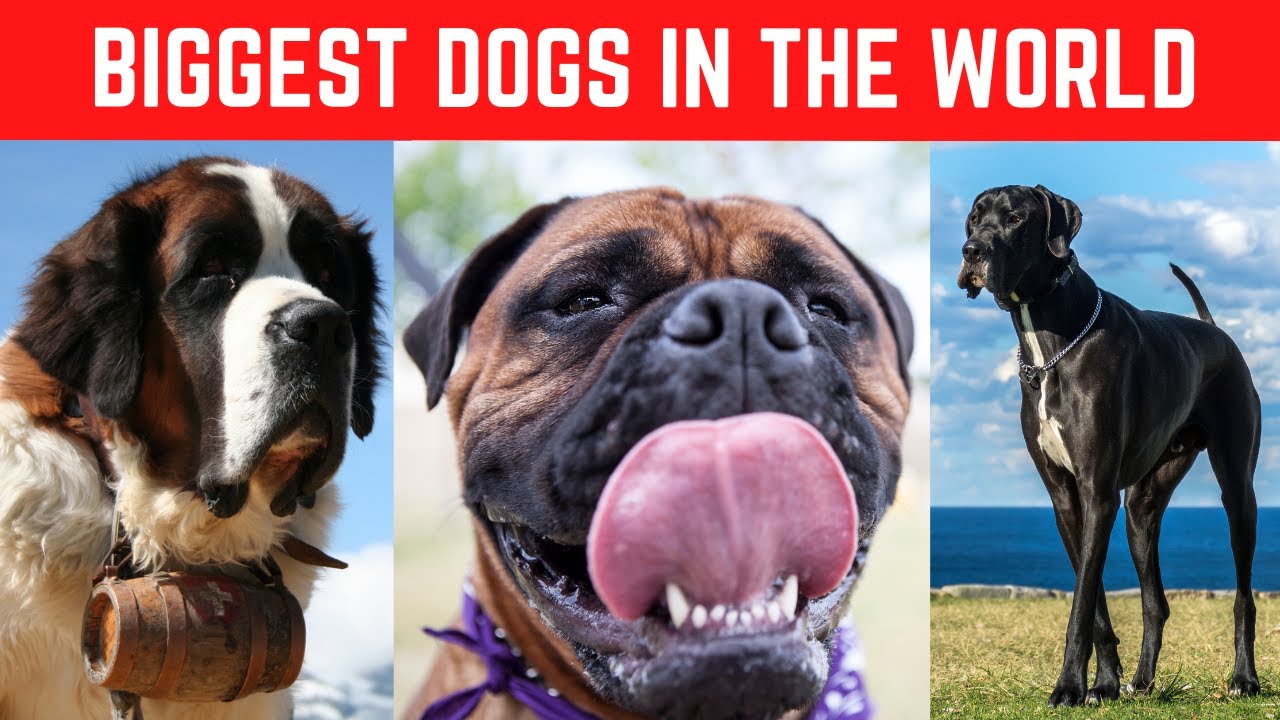 Top 10 Biggest Dogs in the World! 🐶 YouTube