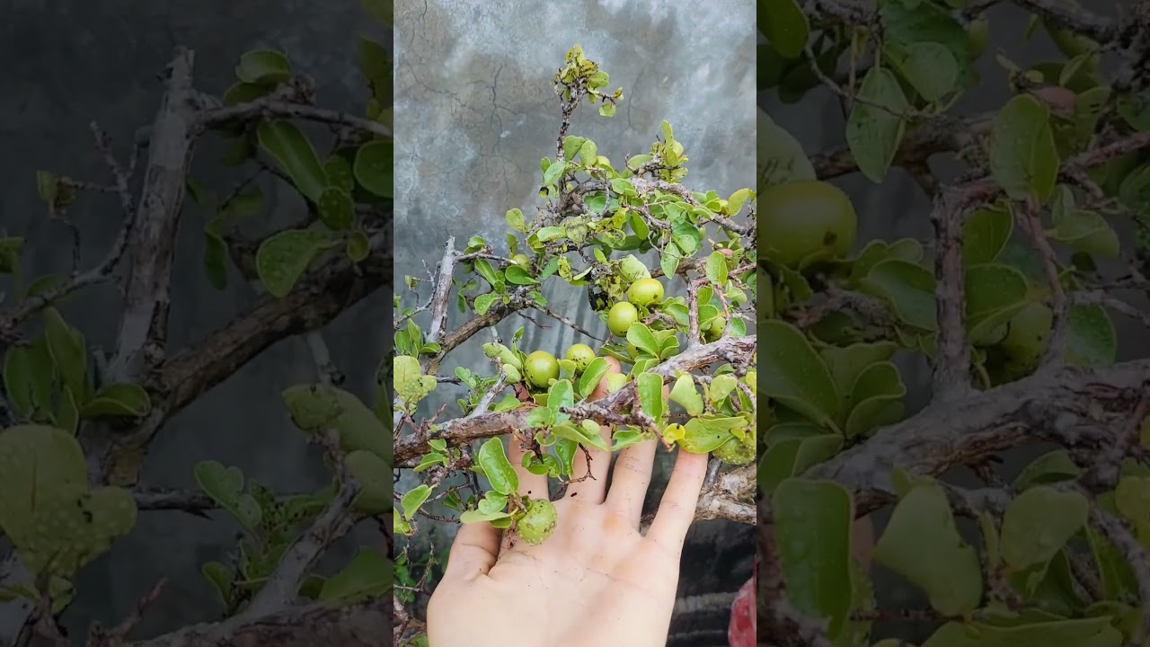 lich thi dau chung ket u21 bao thanh nien ( v888 ) giá 150k phôi thị hồng đá đang trái dáng bàn trà sdt Zalo 0941695212