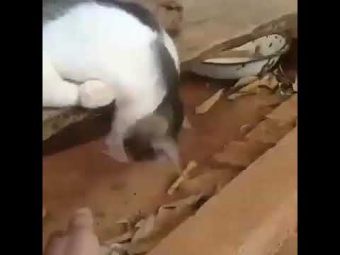 وحده نصابه ونايمه