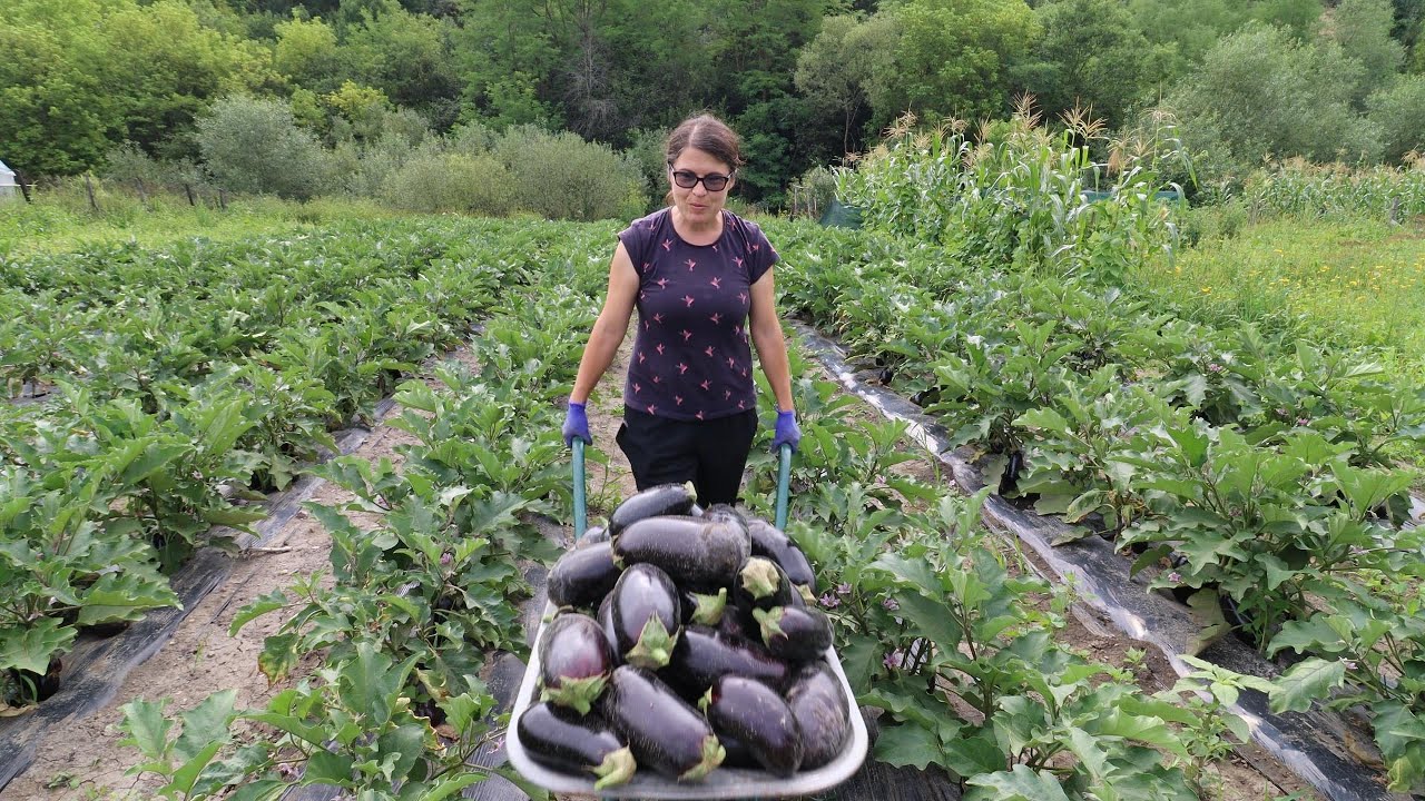 Surprize-n grădină după 3 zile libere | Mini-vacanță în Bucovina