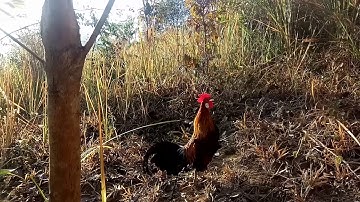 Bẫy gà rừng 12/2/2020 cuab qaib qus