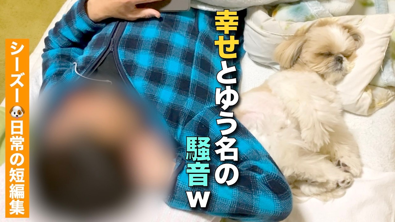 【シーズー】癒される…幸せとゆう名の騒音 www（シーズー犬まるちゃんの日常 短編集 4本立て）【432】