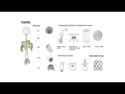 Previsualización de 'T2 S6 YURJEVIC VALDERRAMA GURRUCHAGA'
