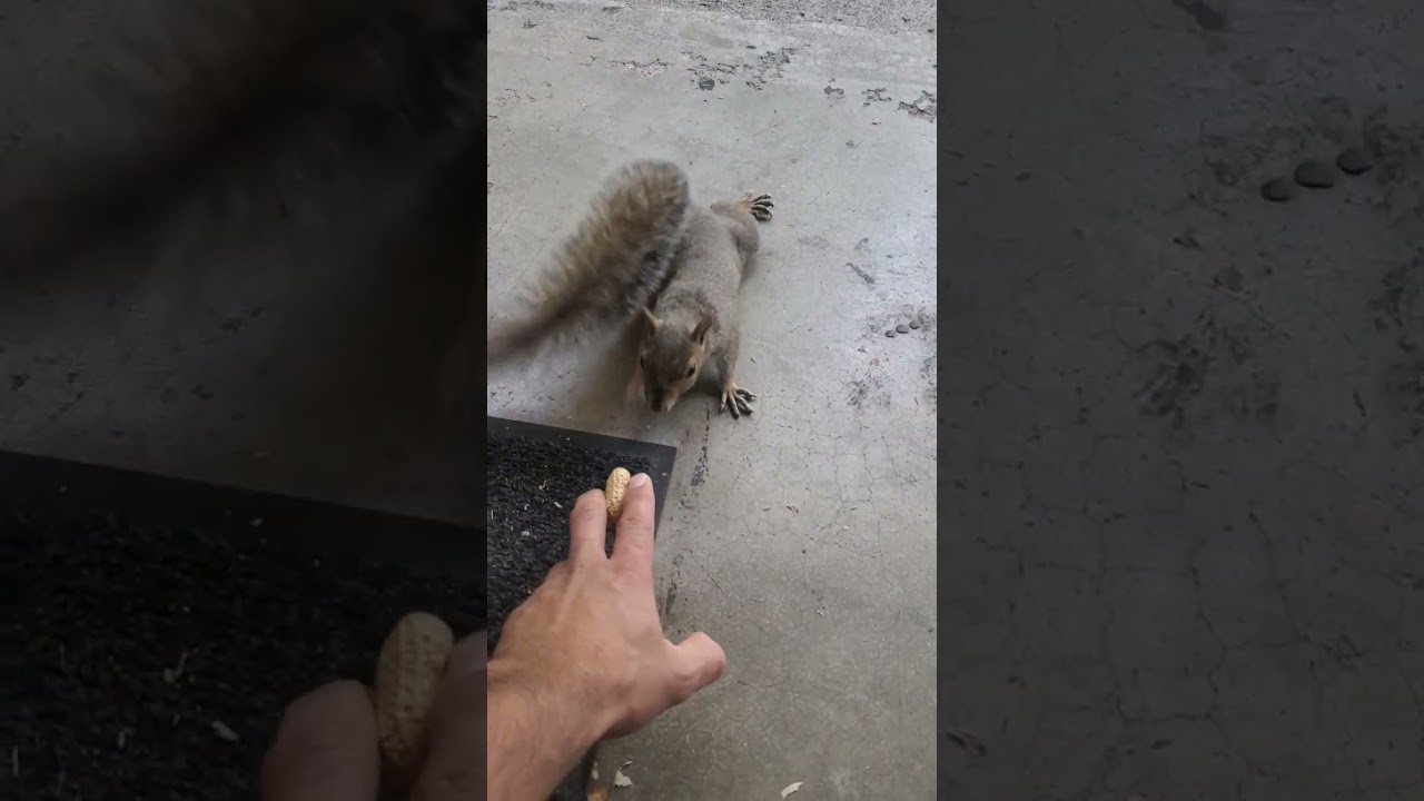 Killing a squirrel for the nourishment  