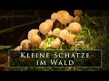 Fotografieren im Wald - ein kleines Universum entdecken