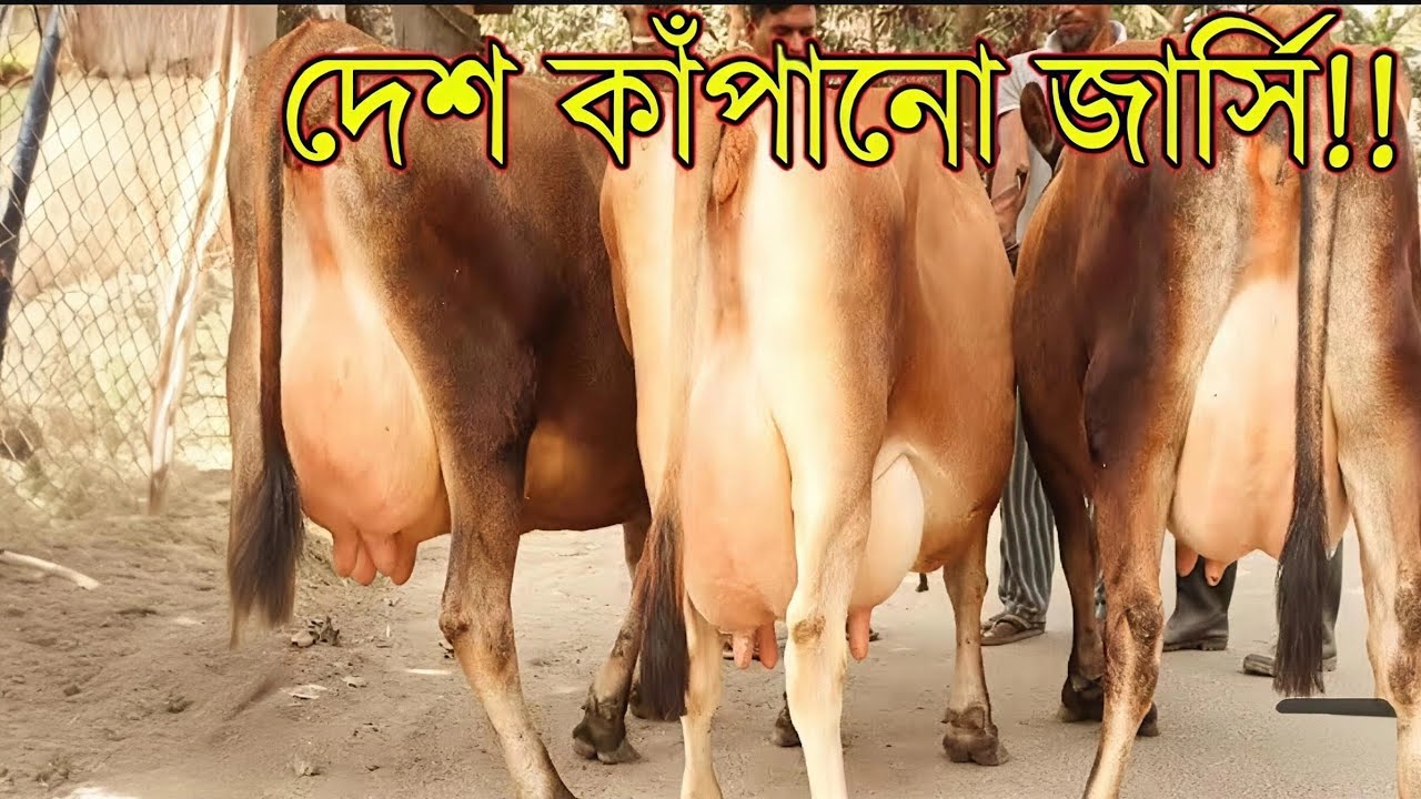 ১৫০ হাজারে ১৫ লিটার ও ১৬৭ হাজারে ১৭ লিটারের বর্ডার ক্রস বাচ্চাসহ জার্সি গাভী 