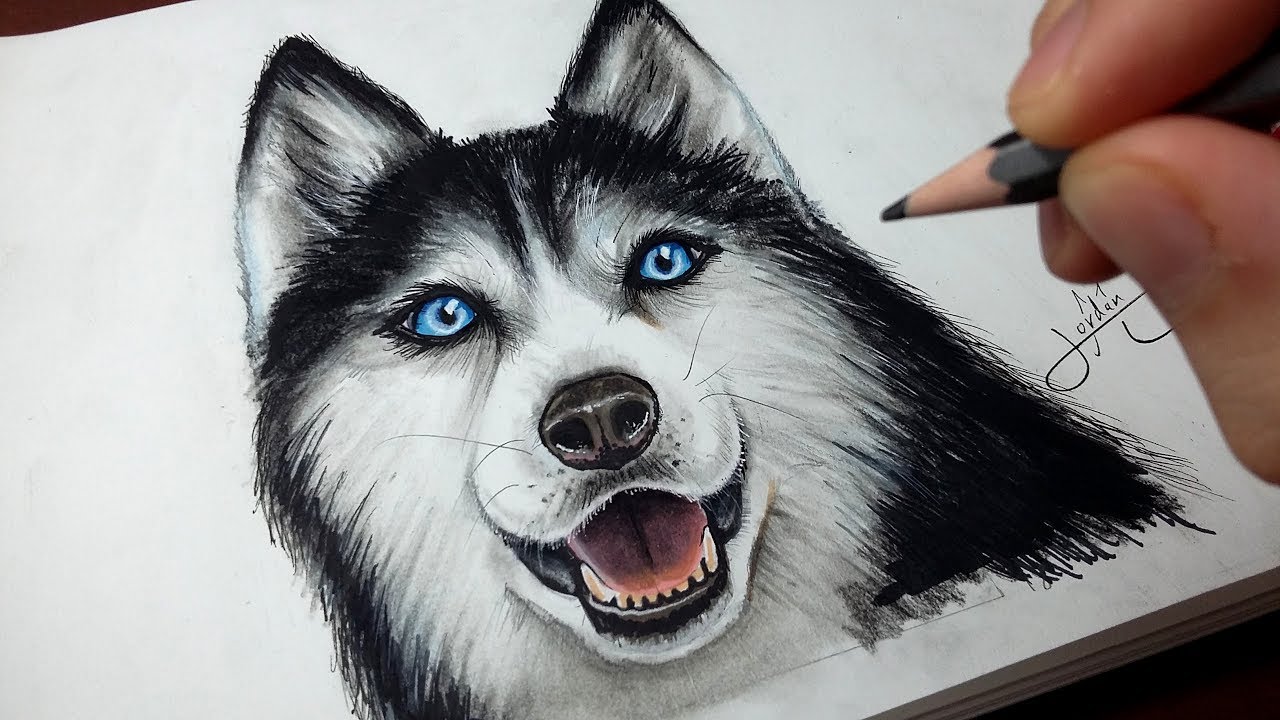 Comment Dessiner Un Chien Husky Tutoriel