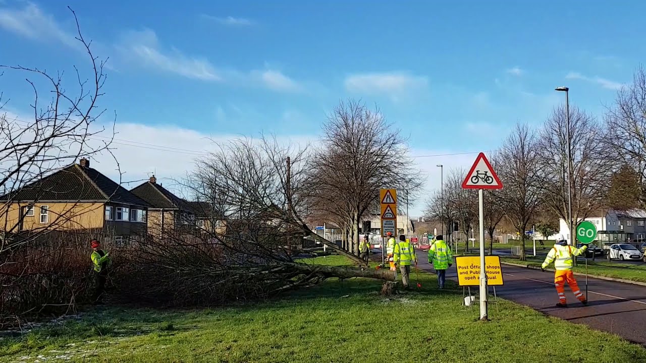 Gipsy Patch Lane Tree Felling (25th Jan 2021) YouTube