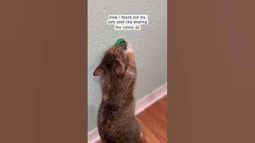 cat fight over catnip #catshorts #catnip #funny