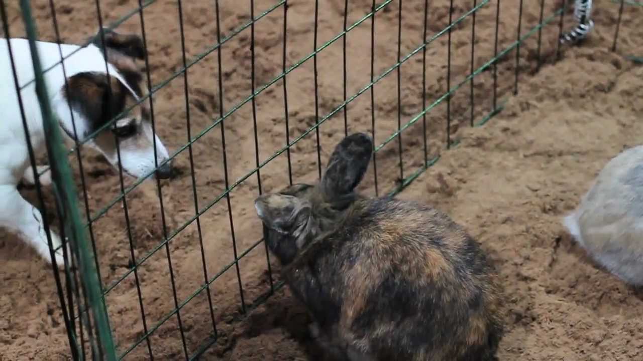 Lefdals Bondegård! - se alle våre dyr!