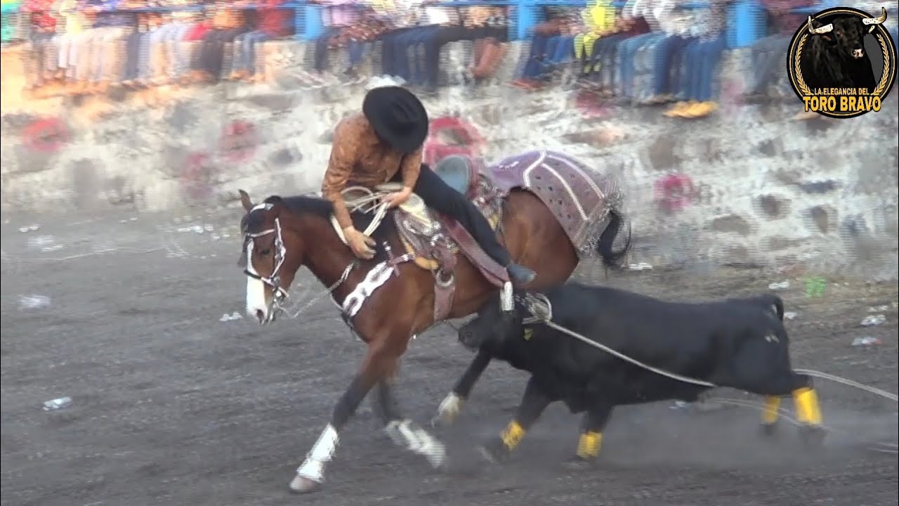 EL ZAPOTE, CORTAZAR  08/FEB/2026.  JARIPEO VOL 20