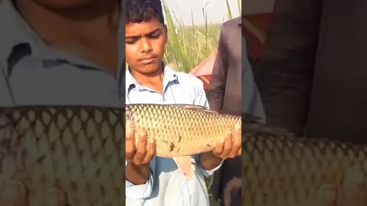 out fall satluj river 